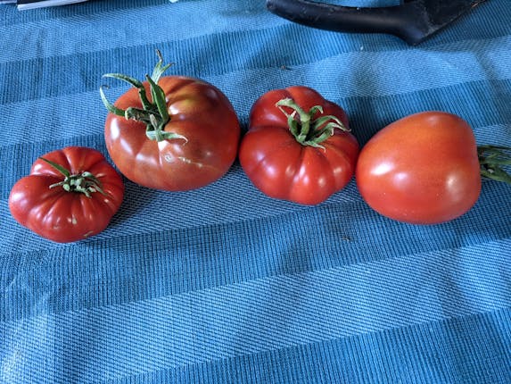 4 homegrown heirloom tomatoes on a blue tablecloth