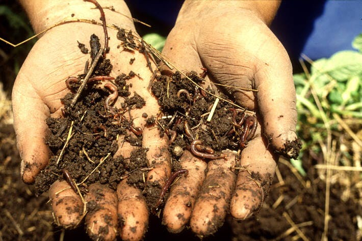 Keeping soils alive and healthy is key to sustain life on our planet