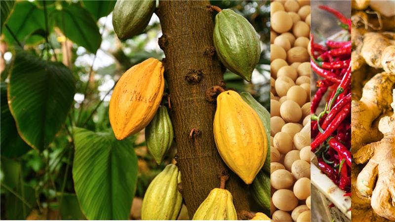 Beyond Cocoa: Uncovering Ghana’s Next Big Agro-Commodity Exports