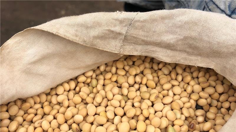 An Inside Look at the Soybean Value Chain in Ghana