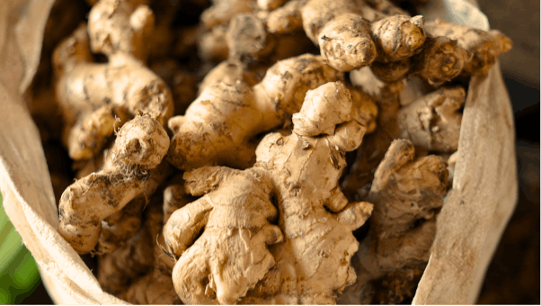 An Inside Look at Our Ginger Aggregation Project: Key Insights and Experiences from the Field