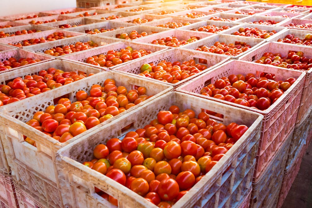 Crates of fresh tomatoes stacked on top of one another for export