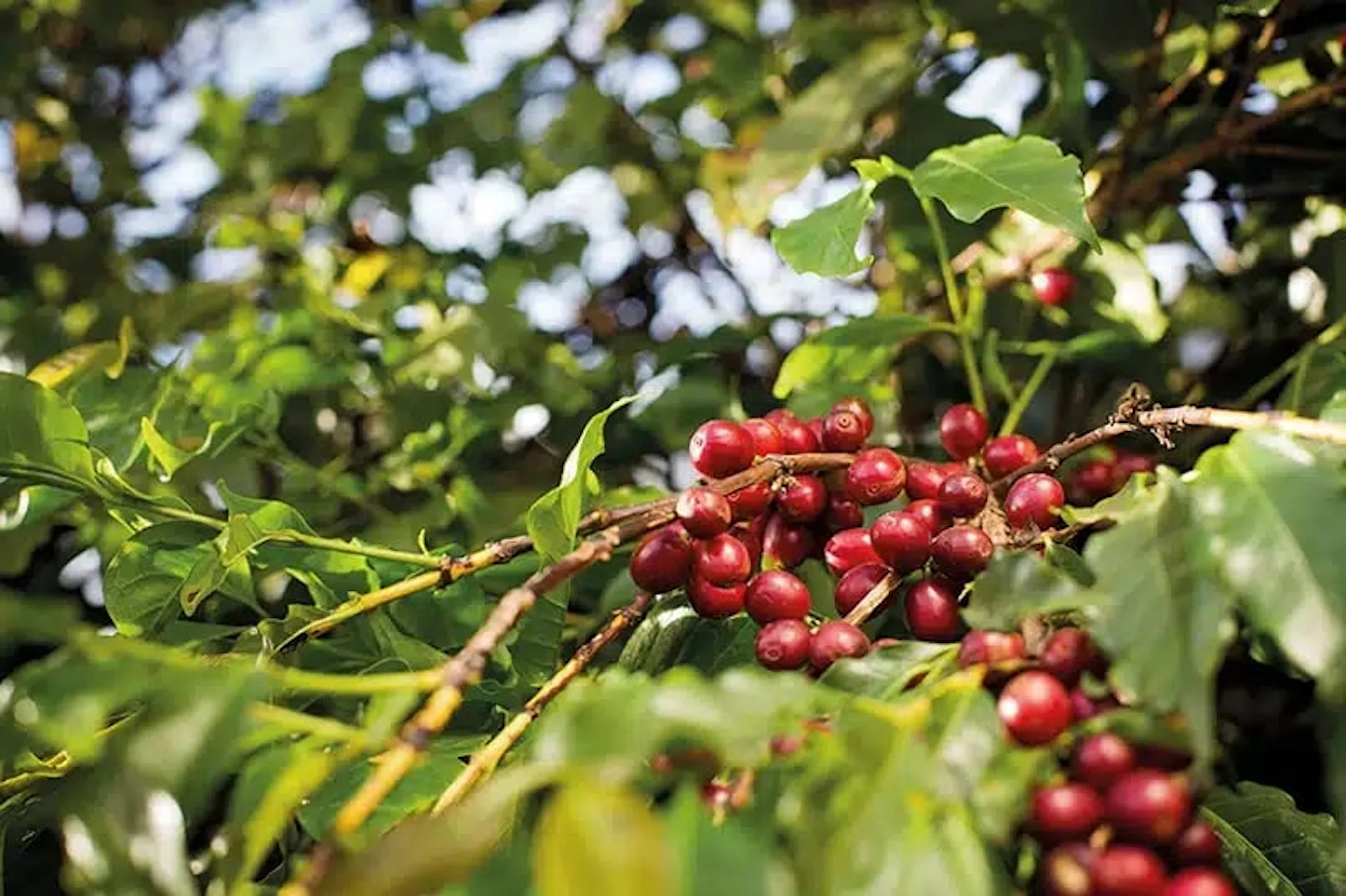 Produtores correm contra o tempo para concorrer a R$ 30 mil no Concurso de Cafés Especiais de Venda Nova