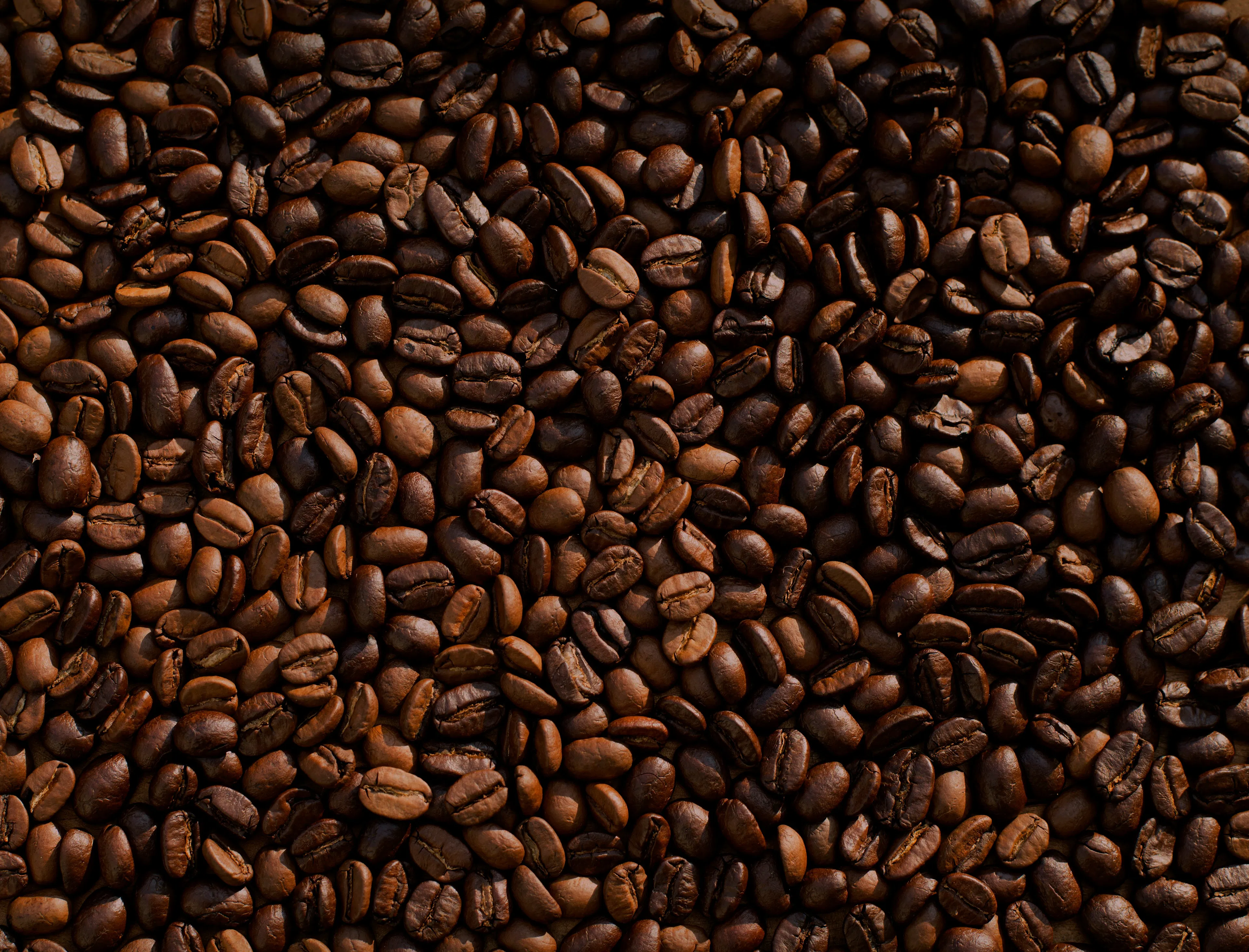 Rondônia domina final do Florada Premiada com 13 cafeicultoras na categoria Canéforas