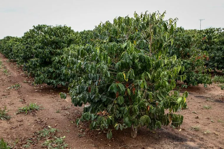 Concurso Estadual Qualidade do Café de SP prorroga inscrições para categoria arábica