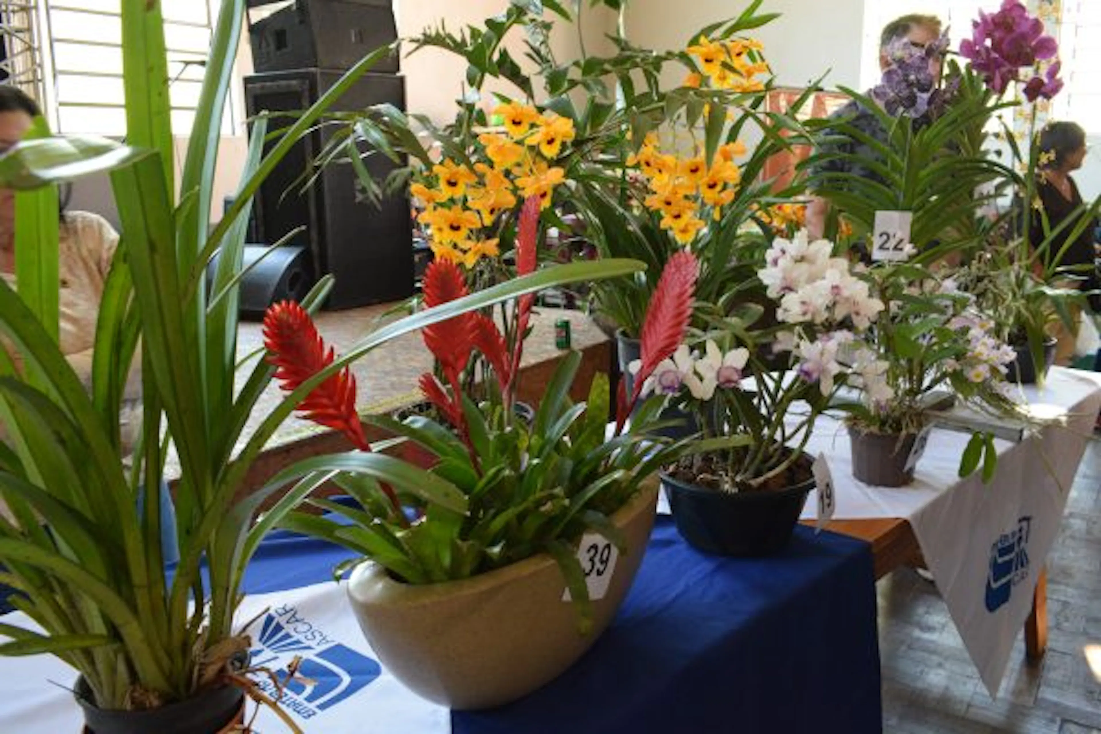 Concurso Vale em Flor 2026 vai eleger as flores mais bonitas de Vale do Sol