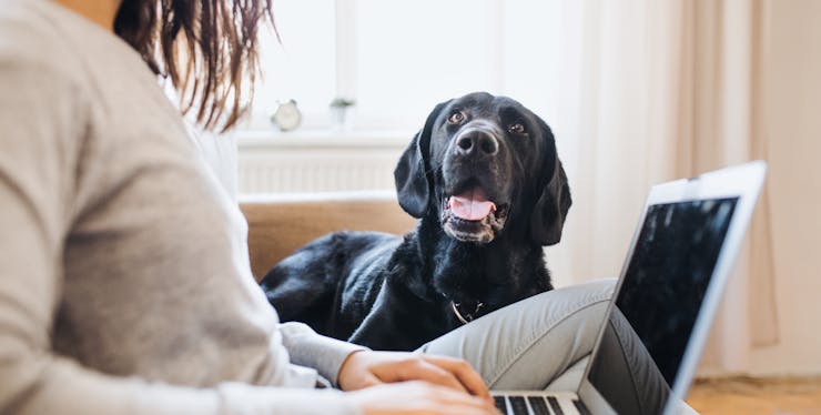 Cachorro olha para mulher enquanto ela usa computador