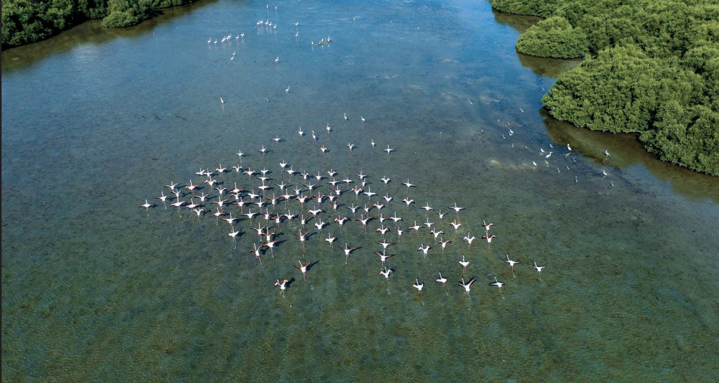 Al Zorah Mangroves showing bird species