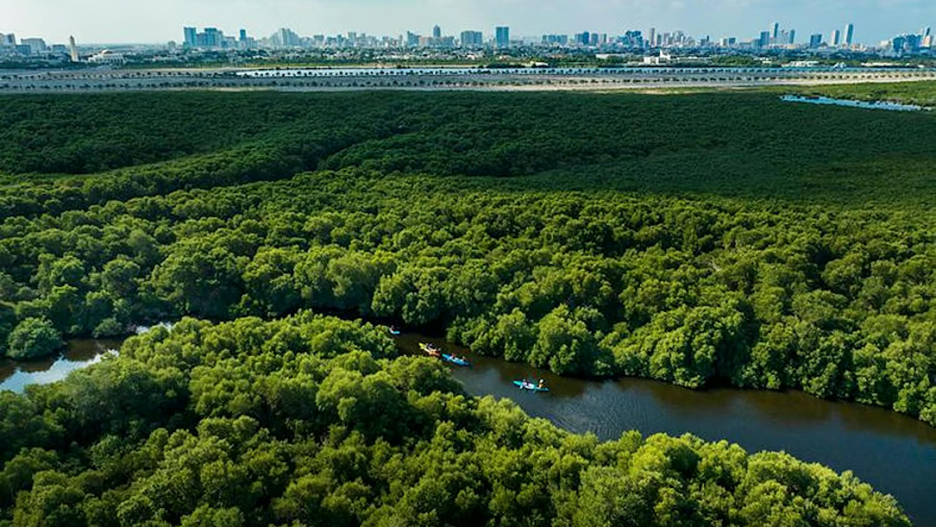 Ajman Al Zorah Natural Mangroves