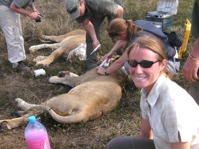 ACE volunteers with professional vets, injecting sedated lions at Phinda