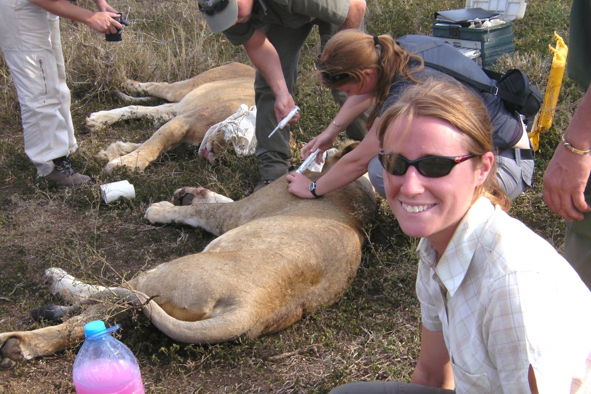 ACE volunteers with professional vets, injecting sedated lions at Phinda