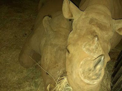Charlie Krekels: rhinos feeding at night