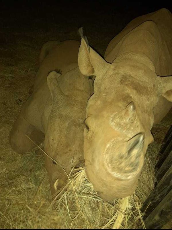 Charlie Krekels: rhinos feeding at night