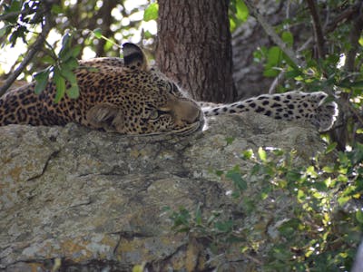 Leopard at Phinda