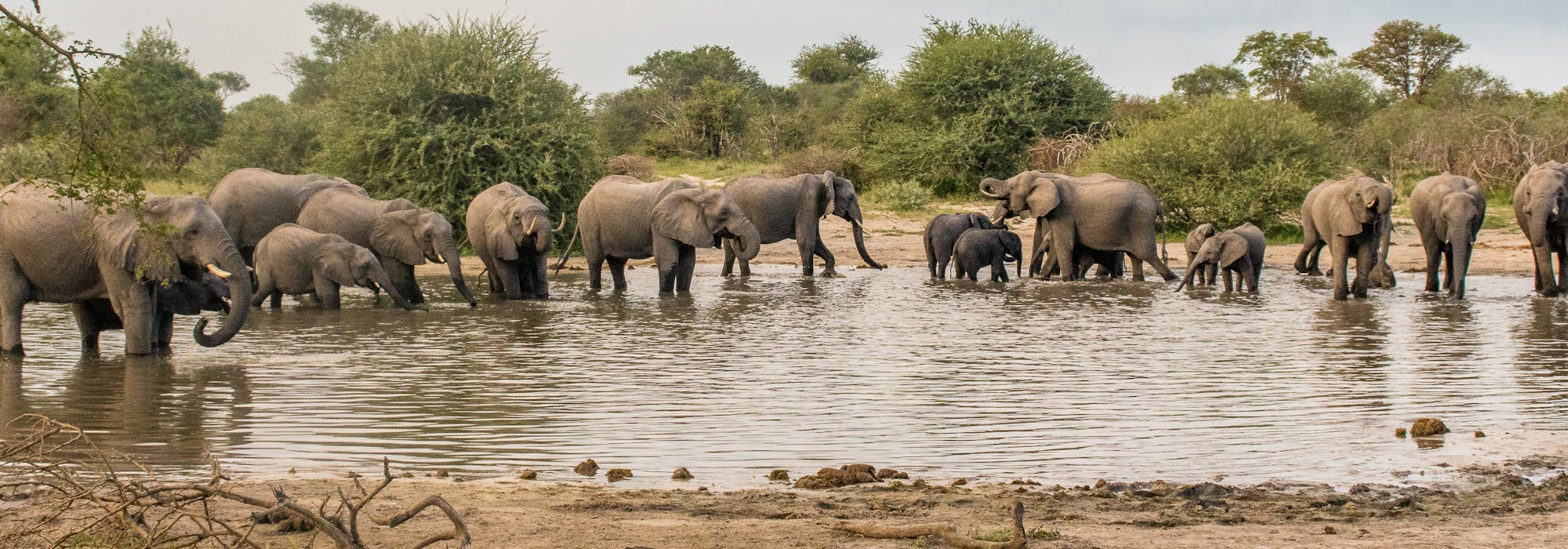 Herd of elephants in the water in the Okavango