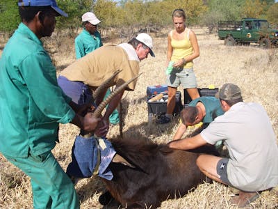 ACE group of volunteers and professionals working on a pregnant sable