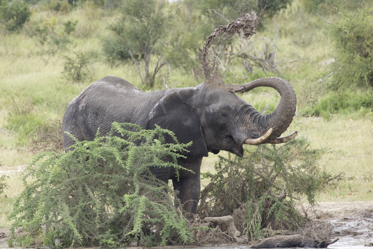 An elephant throwing mud on its back