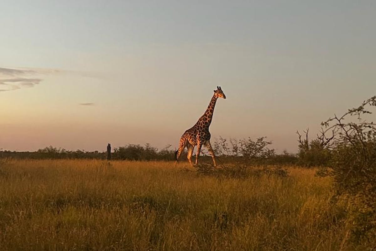 A giraffe in the bush