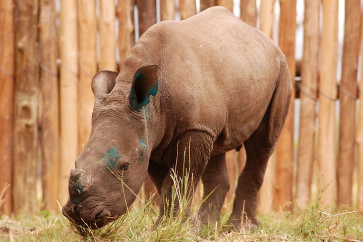 Bobby the Rhino calf, Care for Wild