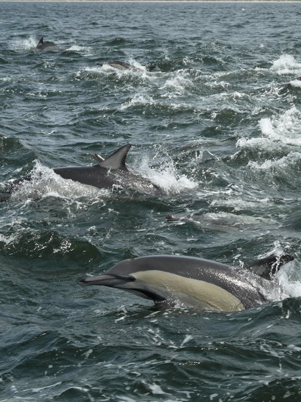 Dolphins in the ocean
