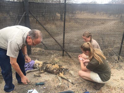 Emily Guinane: working with others on a sedated wild dog