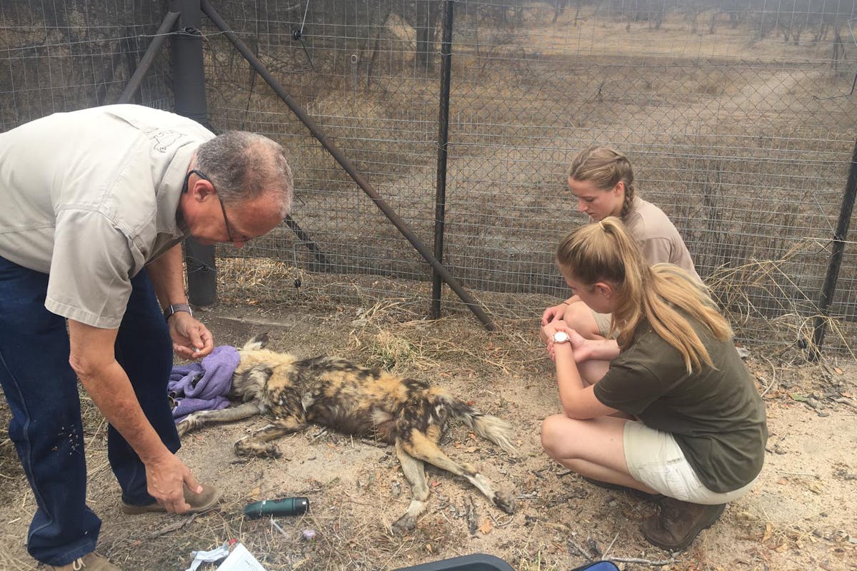 Emily Guinane: working with others on a sedated wild dog