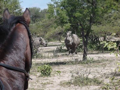 A group of rhinos spotted from horseback