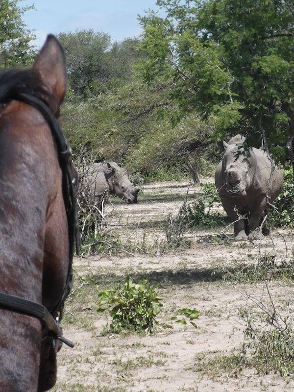 A group of rhinos spotted from horseback
