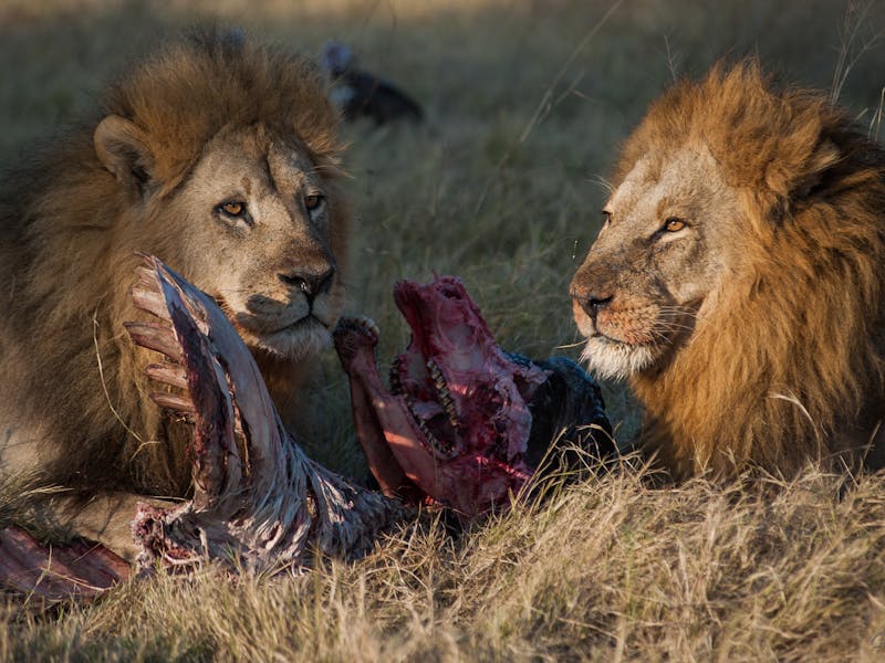 Two male lions eating a buffalo head