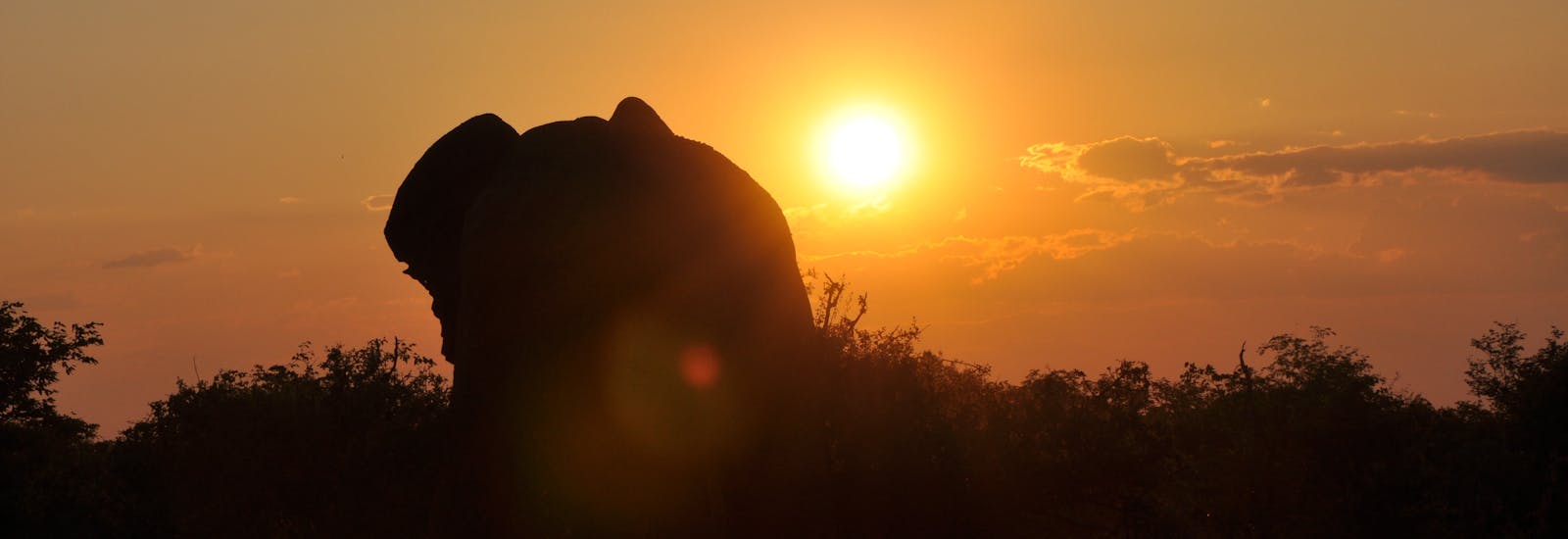 Silhouette of an elephant in the sunset