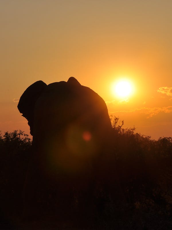 Silhouette of an elephant in the sunset