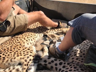 Two sedated cheetah in a vehicle