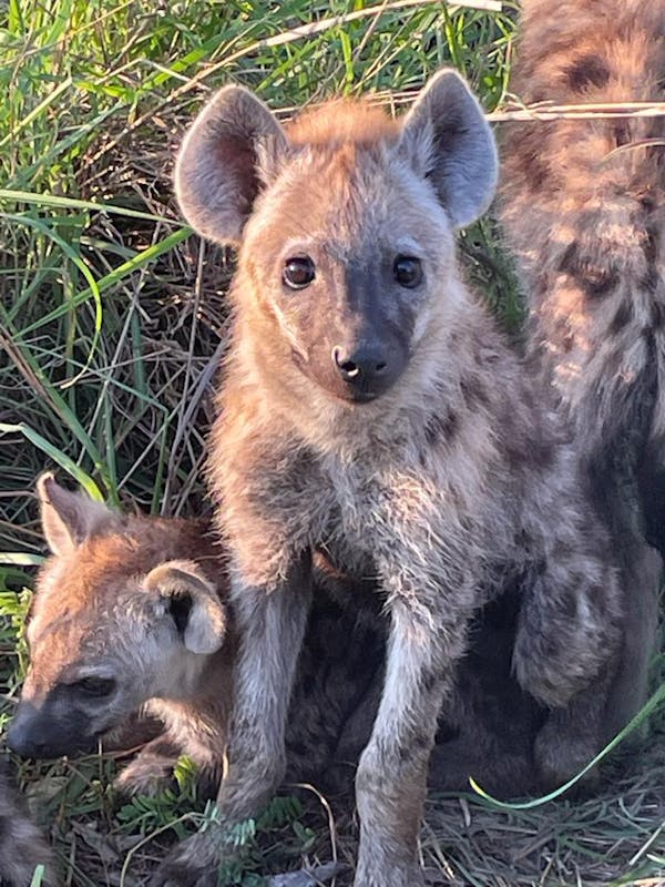 Close-up of baby hyenas