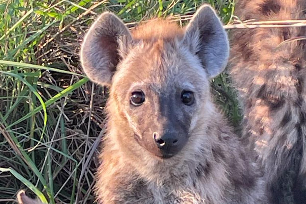 Close-up of baby hyenas