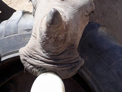 Rebecca Grogan: close-up of bottle feeding a rhino