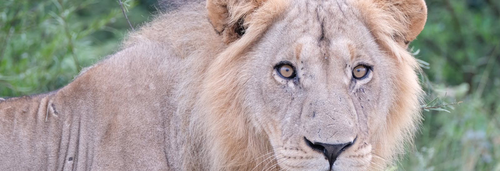 Tomer Admon: close-up of a lion