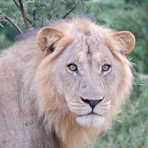 Tomer Admon: close-up of a lion