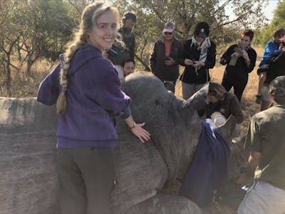 Megan Hoover: with a sedated rhino