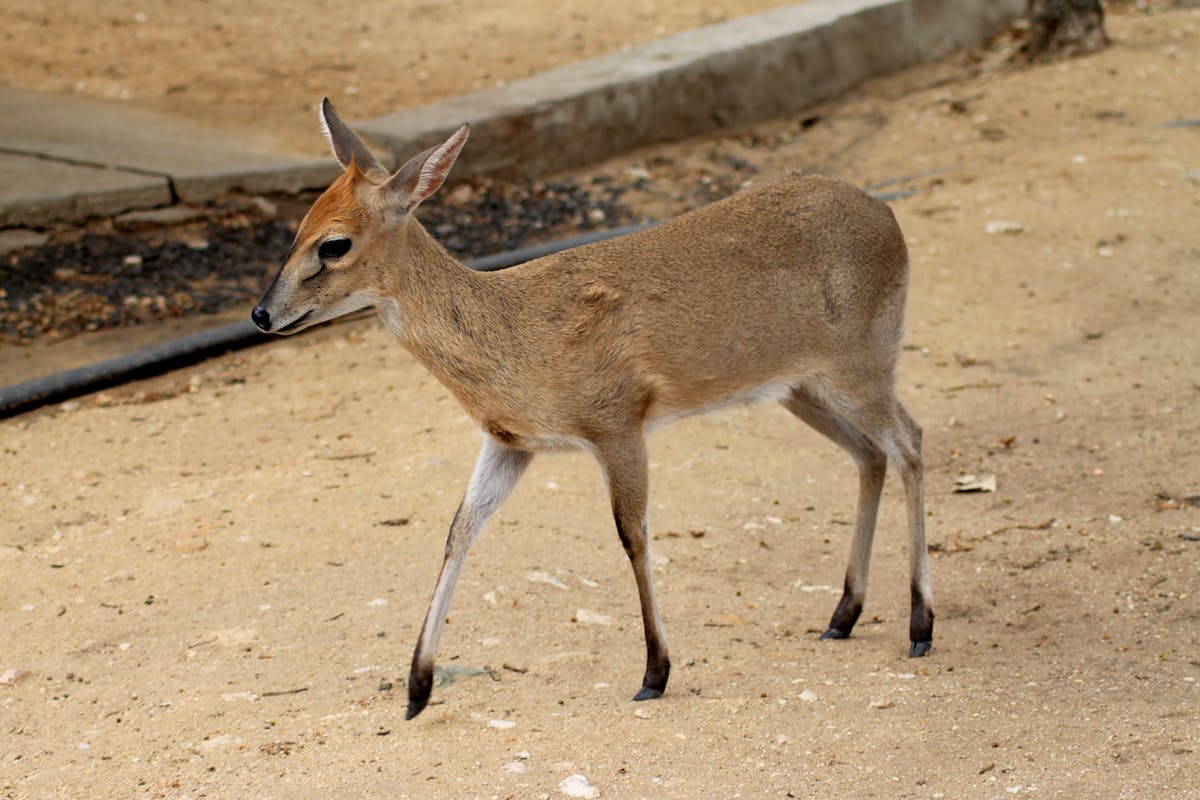 Closeup of a baby Duiker Antelope at Moholoholo