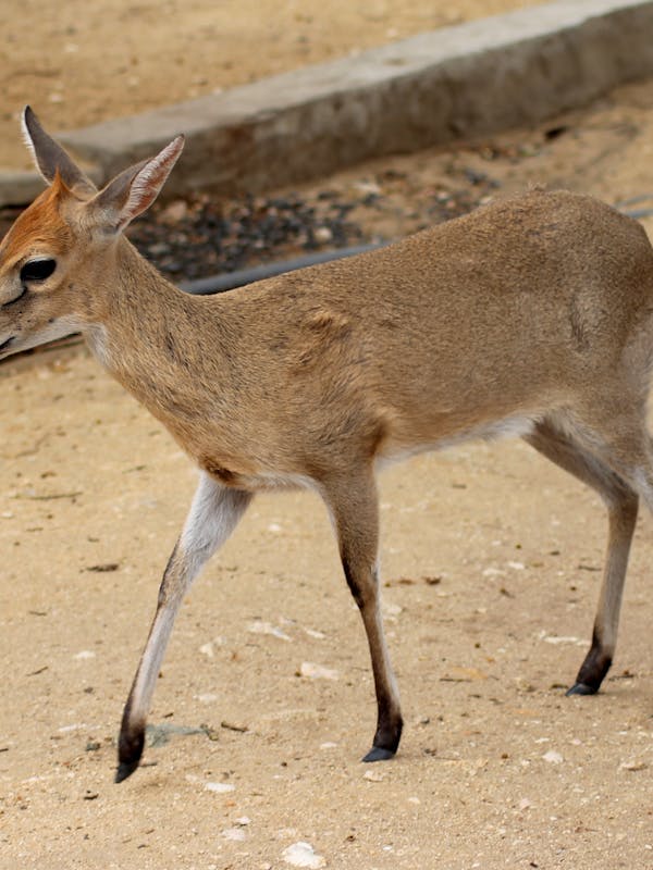 Closeup of a baby Duiker Antelope at Moholoholo