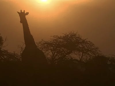 Jessica Gunn: Giraffe silhouette