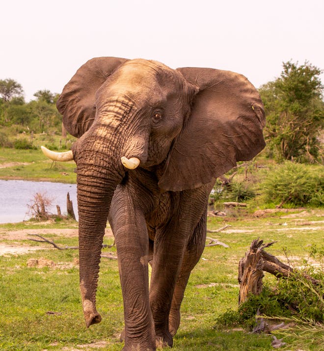 An elephant walks towards the camera in the delta