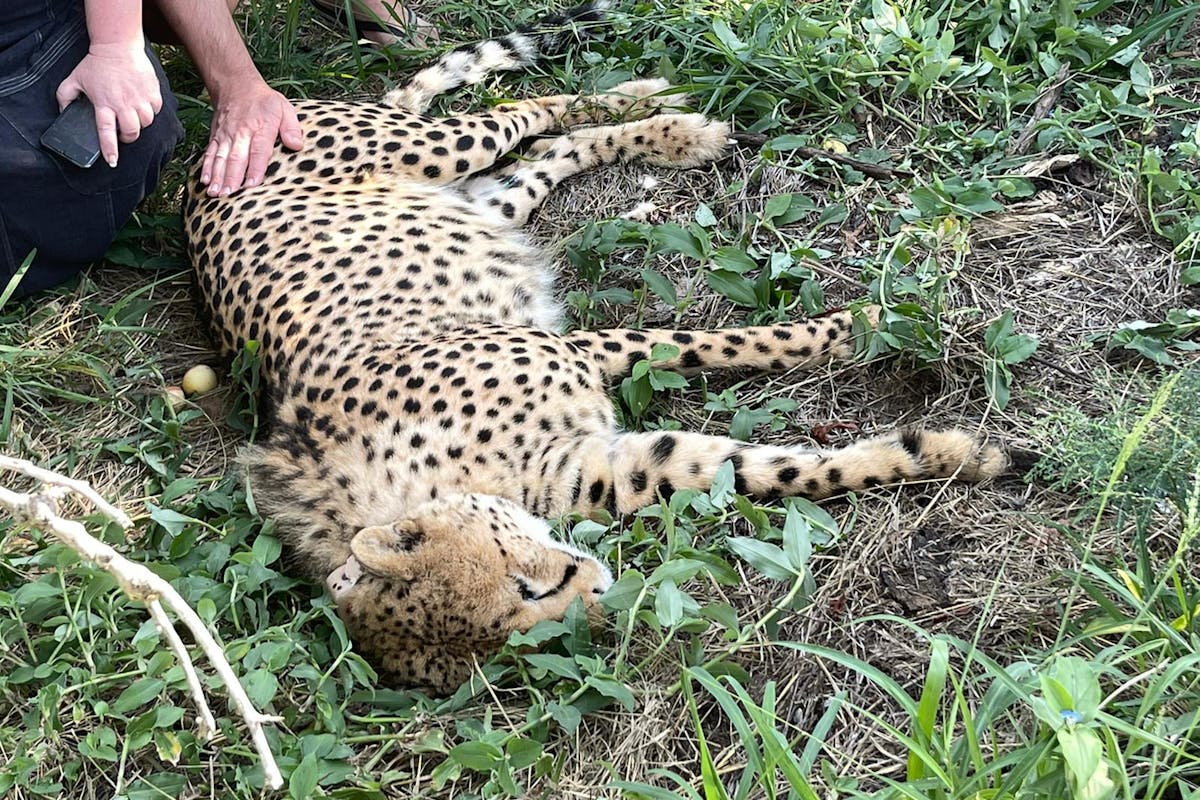Melany Melkonyan: sedated cheetah