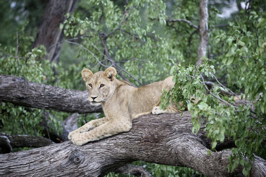 A lion cub in a tree