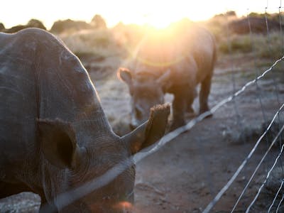 rhinos in the sunset