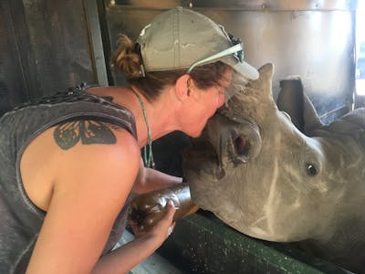 Diana DeBlanc feeding a rhino