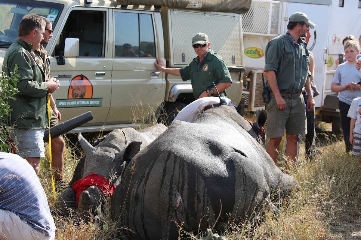 Sedated rhino fitted with tracking collars being attended by vets