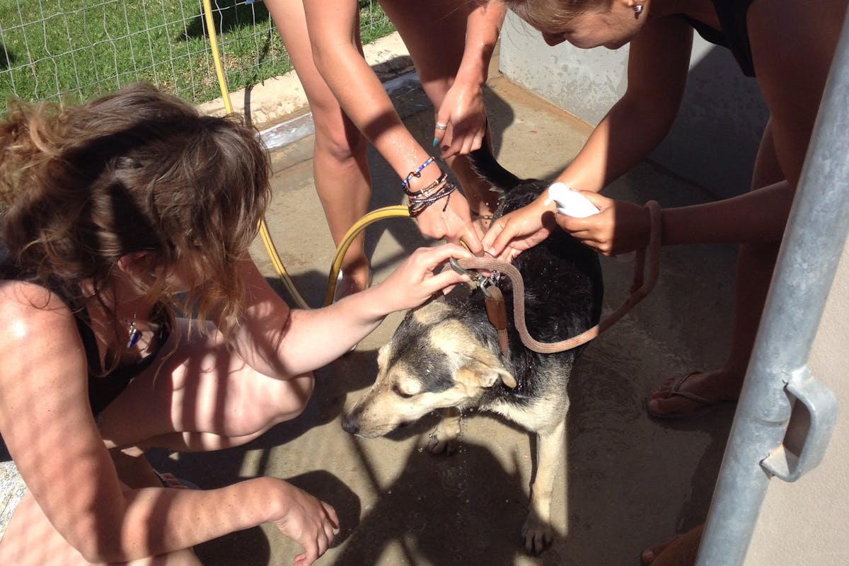 Group of students working to assist a working dog