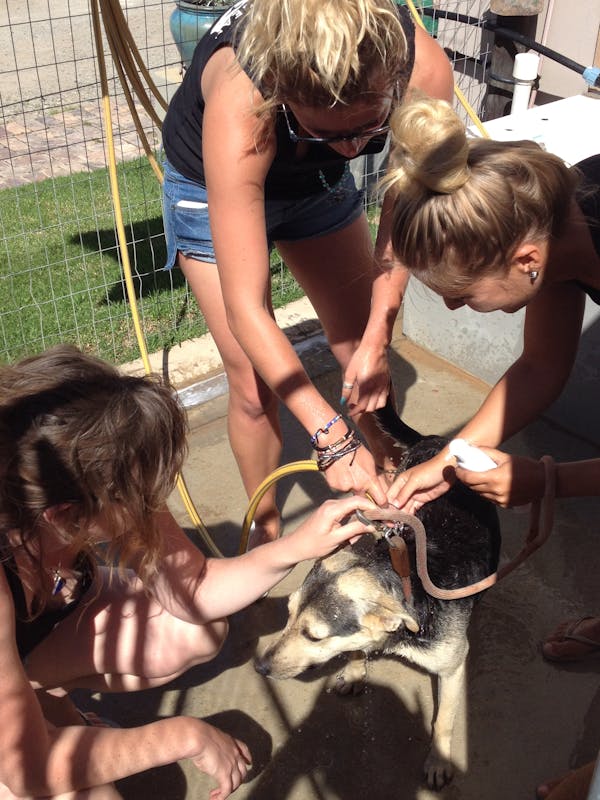 Group of students working to assist a working dog
