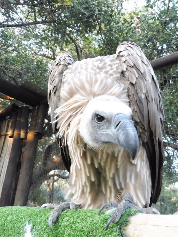 Karen Mounch: vulture